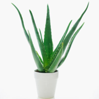 The magic of aloe vera